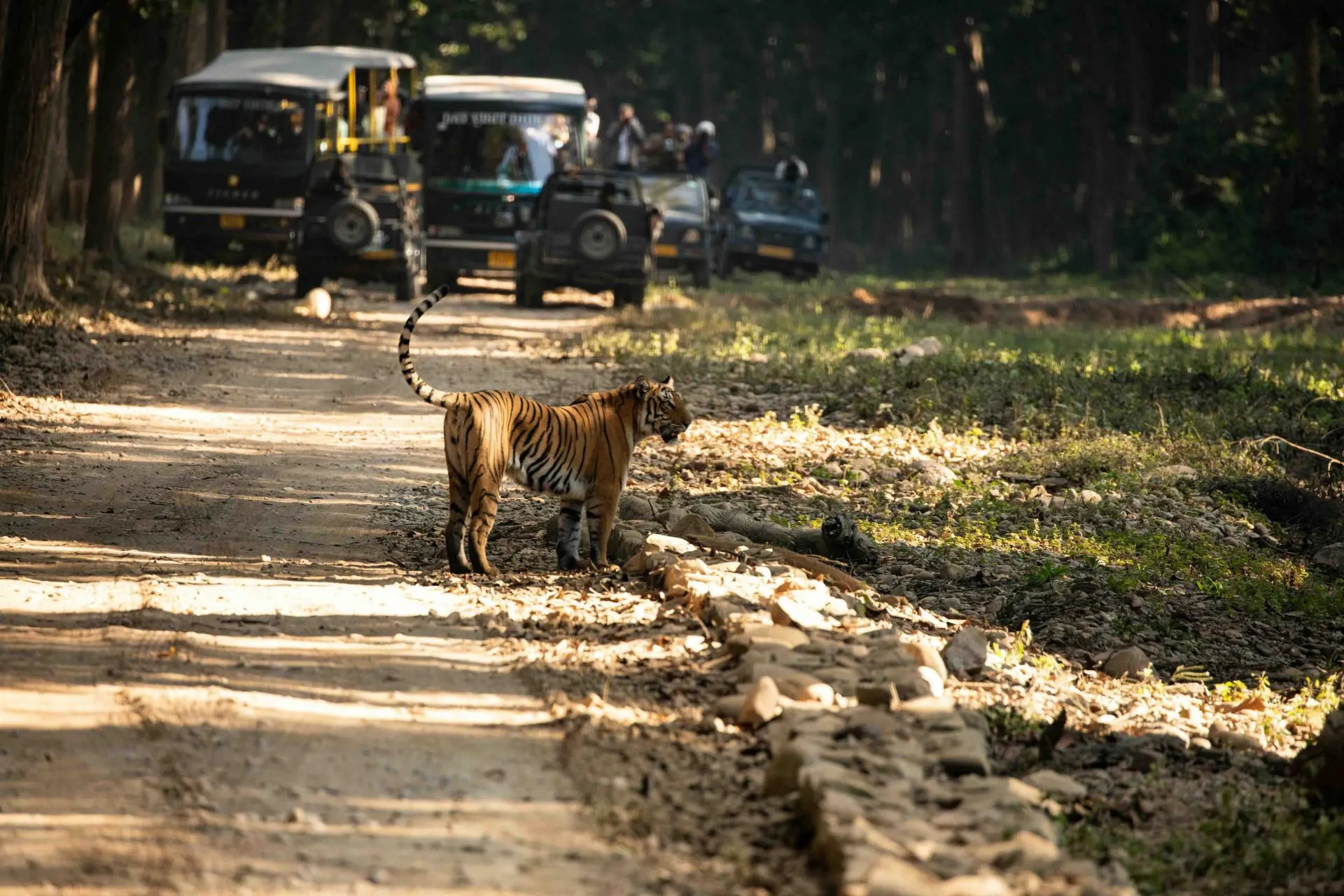 Advance Thumb3 - Bel-La Monde Riverside Jim Corbett